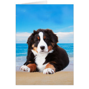Bernese Mountain Dog Sitting on Beach