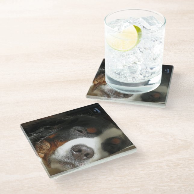 bernese mountain dog sleeping glass coaster (Angled)