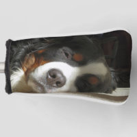 bernese mountain dog sleeping