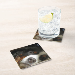bernese mountain dog sleeping square paper coaster