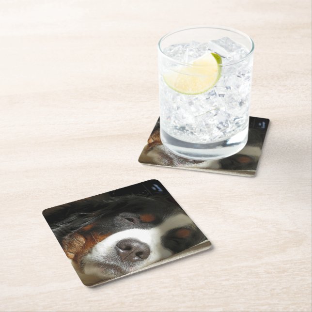 bernese mountain dog sleeping square paper coaster (Insitu)