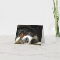 bernese mountain dog sleeping