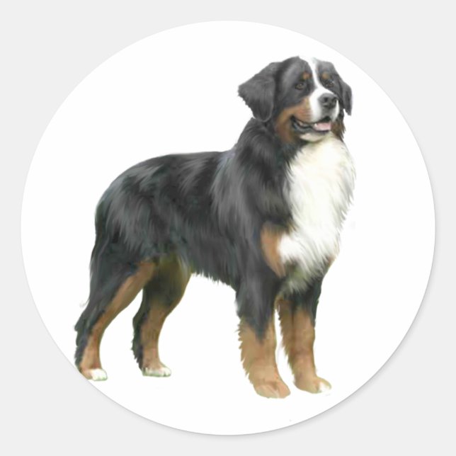 Bernese Mountain Dog - standing Classic Round Sticker (Front)