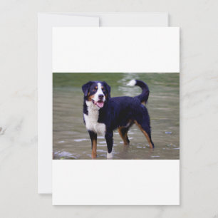 bernese mountain dog standing in water birthday invitation