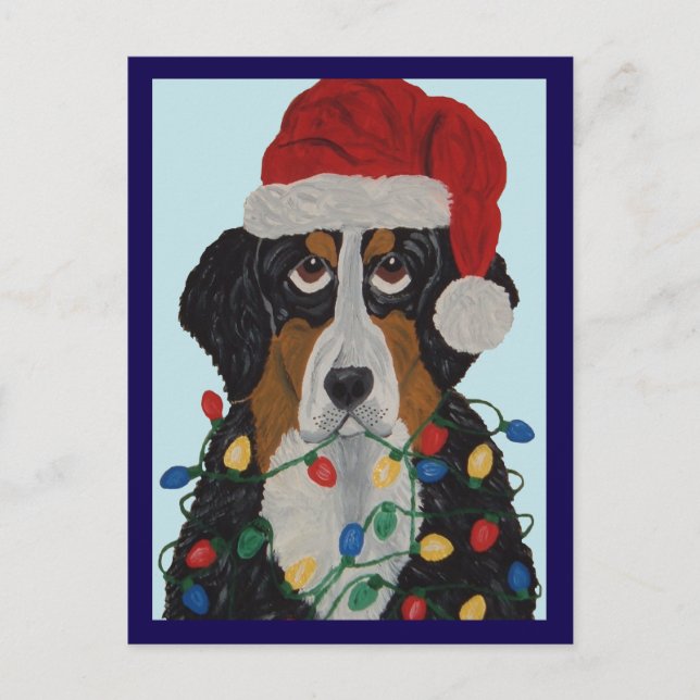  Bernese Mountain Dog Tangled In Christmas Lights  Postcard (Front)
