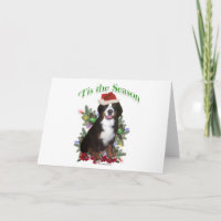 Bernese Mountain Dog ‘Tis