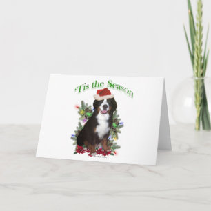 Bernese Mountain Dog ‘Tis Holiday Card
