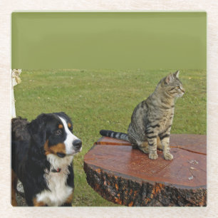 bernese mountain dog with cat glass coaster