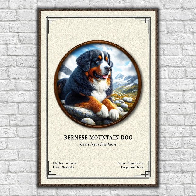 Bernese Mountain Dog Zoology Series Poster (Creator Uploaded)
