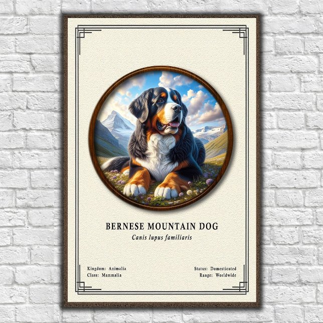 Bernese Mountain Dog Zoology Series Poster (Creator Uploaded)