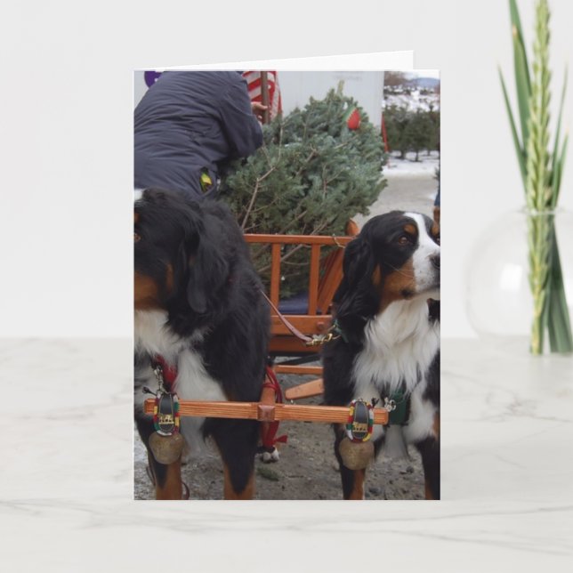 Bernese Mountain Dogs Holiday Card (Front)