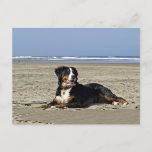 Bernese Mountain Puppy Dog Blank Postcard