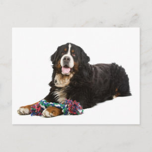 Bernese Mountain Puppy Dog Blank Postcard