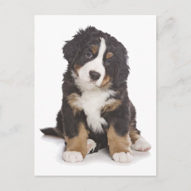 Bernese Mountain Puppy Dog Blank Postcard (Front)