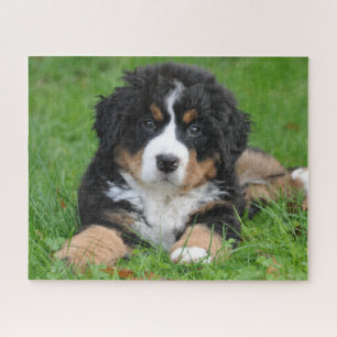 Bernese Mountain Puppy Dog Jigsaw Puzzle