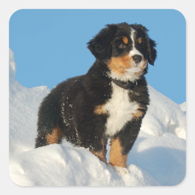 Bernese Mountain Puppy Dog Sticker / Seal (Front)