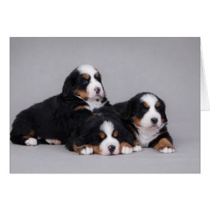Bernese puppies
