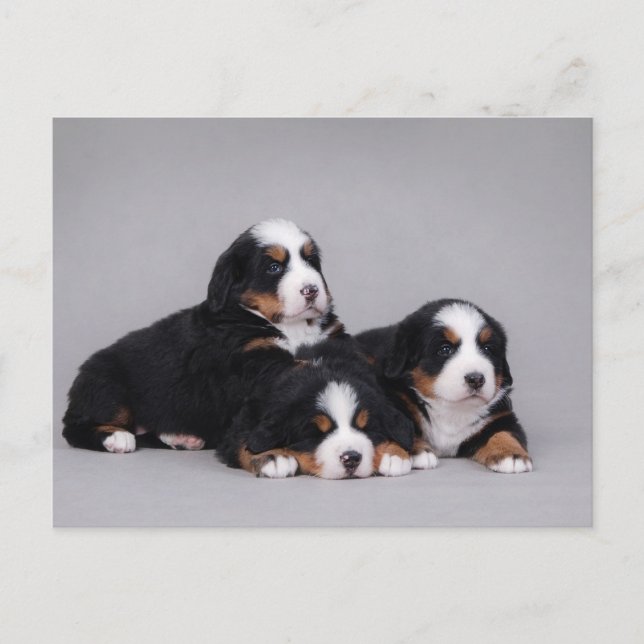 Bernese puppies postcard (Front)