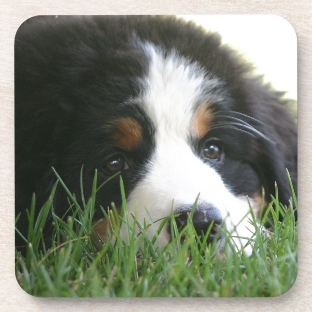 Bernese Puppy Coaster (Front)