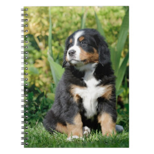 Bernese puppy spiral notebook
