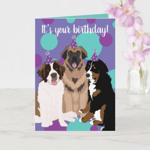 Bernese, Saint Bernard, Leonberger Birthday Card