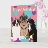 Bernese, Saint Bernard, Leonberger Birthday