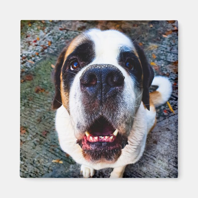 Bernhadn Magnet (Front)