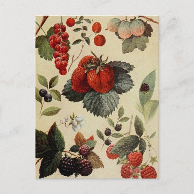 BERRIES BERRIES postcard (Front)