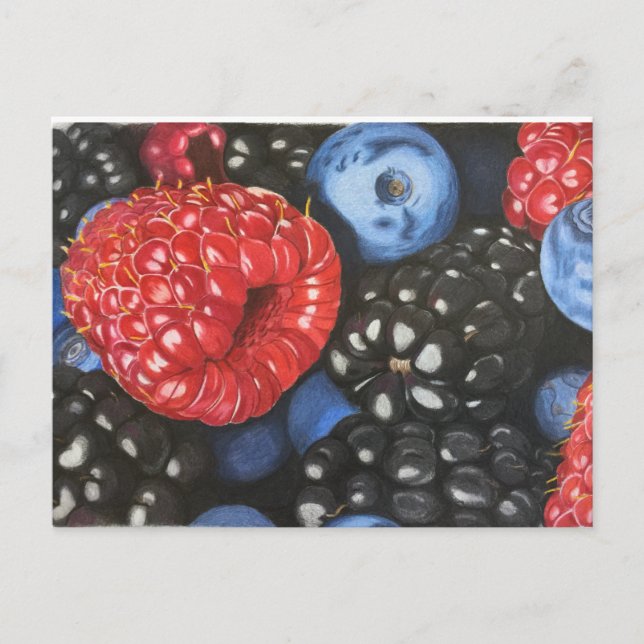 Berries drawn with coloured pencil postcard (Front)