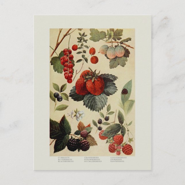 Berries Postcard (Front)
