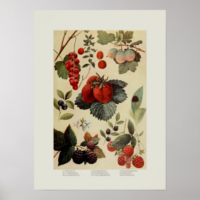 Berries Poster (Front)
