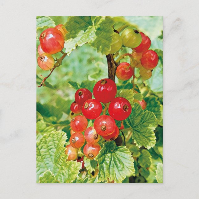 Berries Red Currant Postcard (Front)