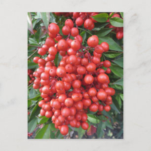 Berry Bundle Postcard