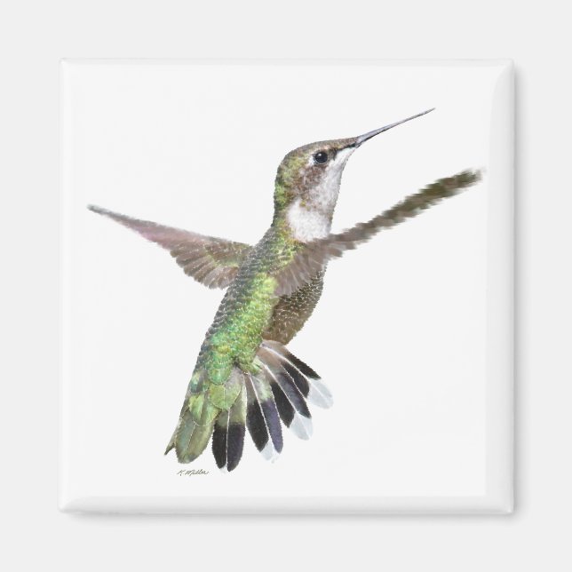 Berylline Hummingbird Painting Magnet (Front)