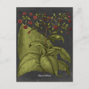 Besler Dramatique I Postcard