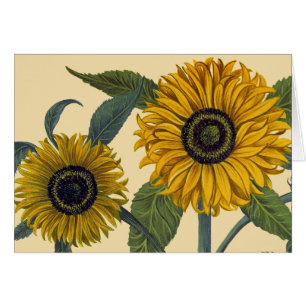 Besler: Sunflower