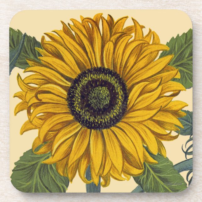 Besler: Sunflower Coaster (Front)