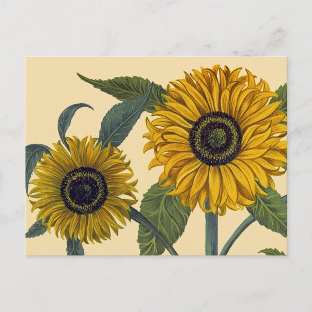 Besler: Sunflower Postcard (Front)