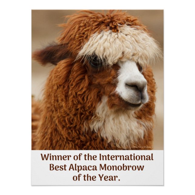 Best Alpaca Monobrow Poster (Front)
