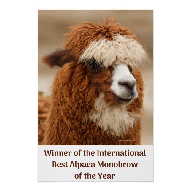 Best Alpaca Monobrow Poster (Front)