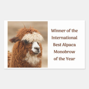Best Alpaca Monobrow Rectangular Sticker