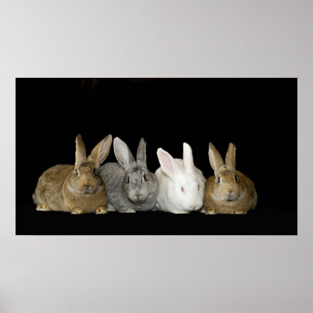 Best Buddies Poster (Front)