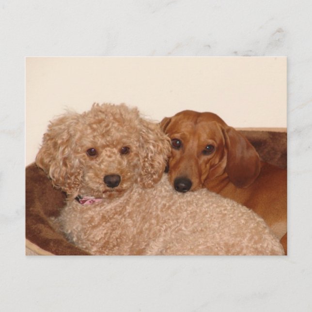 Best budy postcard (Front)