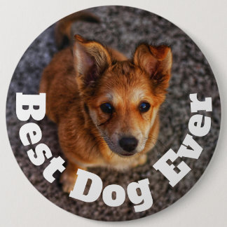 Best Dog Ever 6 Cm Round Badge