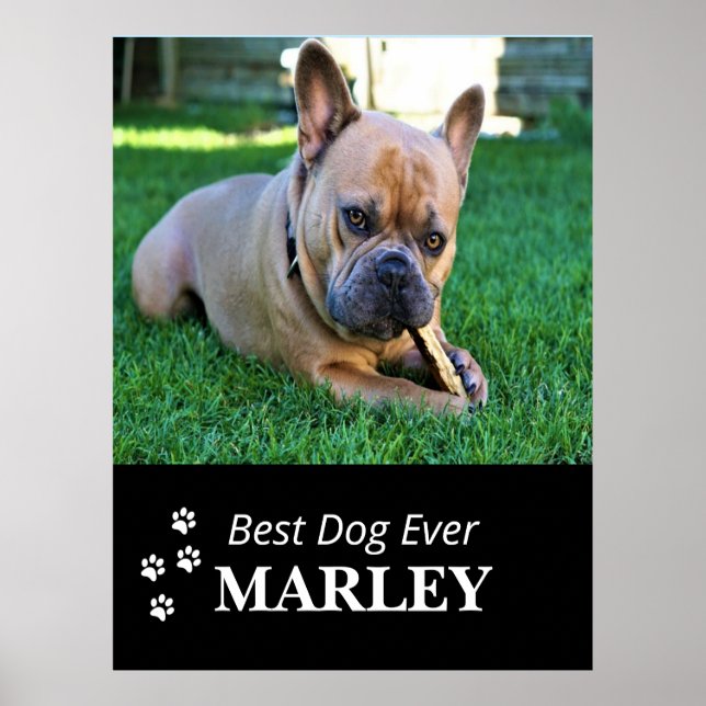 Best Dog Ever Poster (Front)