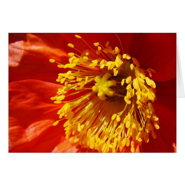 Best dressed (Front Horizontal)