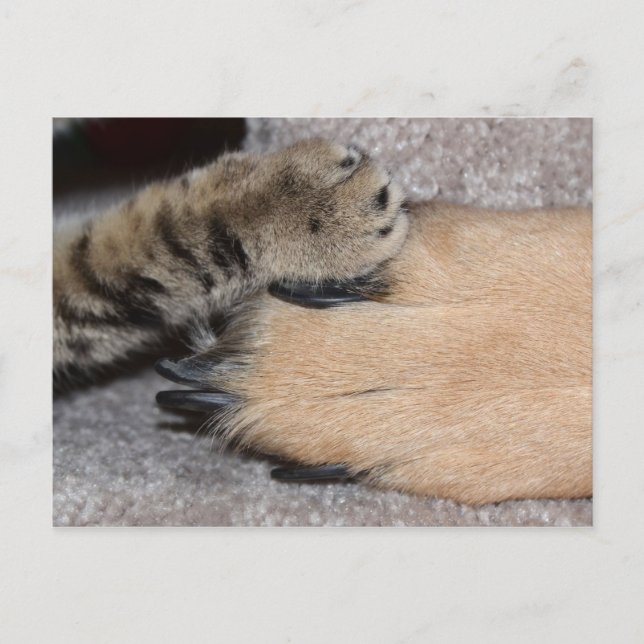 Best Friends Forever by Shirley Taylor Postcard (Front)