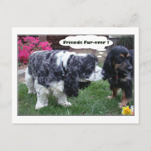 Best Friends Fur-ever Postcard