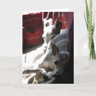 "Best Friends" italian greyhound photo Card