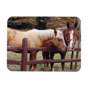 Best Friends Magnet